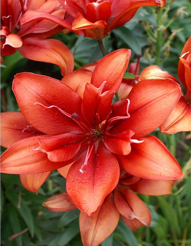 Лилия Коктейль Твинс 